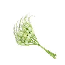 אג 8 שיבולי חיטה א 12.ס"מ ירוק | חנות מקוונת ALONIT