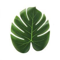 חבילה 4 פלייסמט עלה פילדנדרום 29 35 סמ | חנות מקוונת ALONIT