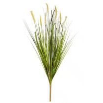 שיח חיטה 7X ג.73 ס"מ | חנות מקוונת ALONIT