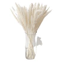 שיבולי חיטה 15 יח לבן | חנות מקוונת ALONIT