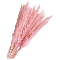 שיבולי חיטה 15 יח ורוד בייבי | חנות מקוונת ALONIT