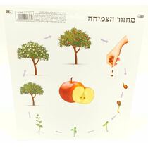 מחזור הצמיחה משטח PVC 30 סמ | חנות מקוונת ALONIT