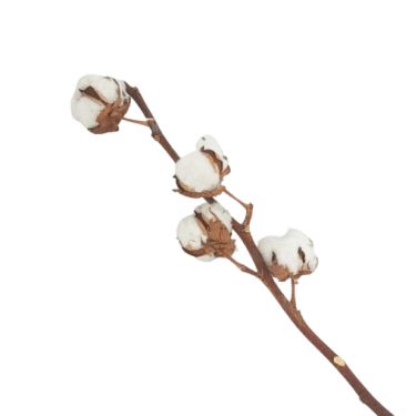 זר כותנה בצלופן | חנות מקוונת ALONIT