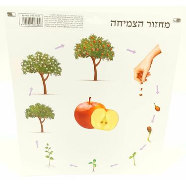 מחזור הצמיחה משטח PVC 30 סמ | חנות מקוונת ALONIT